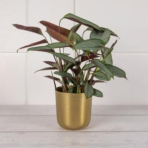 Foliage in Wooden Pot