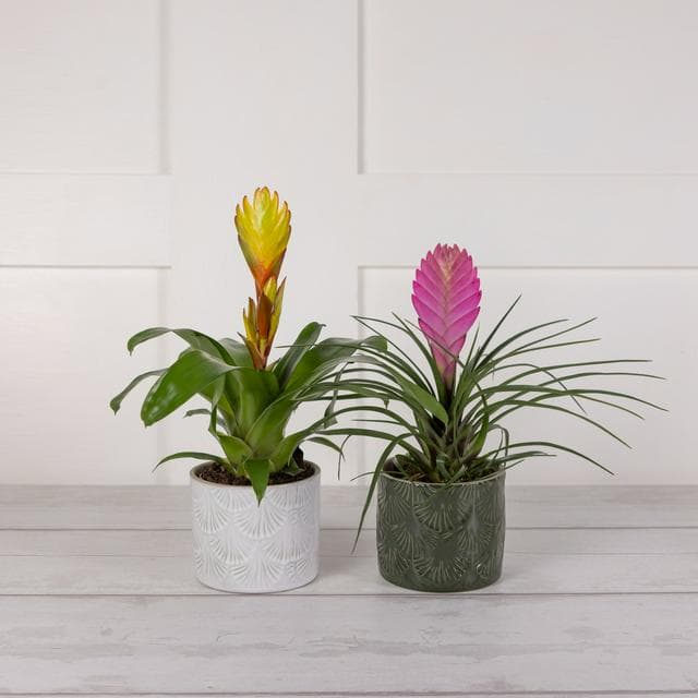Mini Bromeliad - gallery image 1