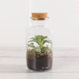 Mini Terrarium