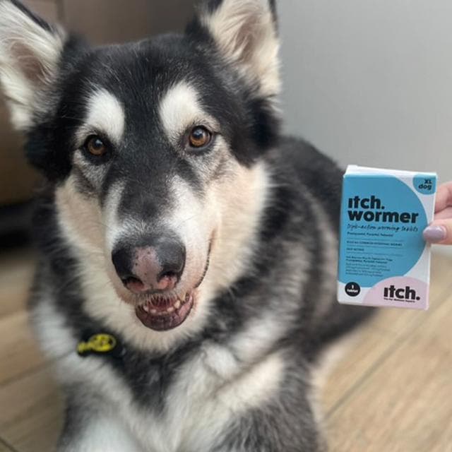 Itch 2 x Wormer XL Dog Triple Action Worming Tablets - gallery image 4