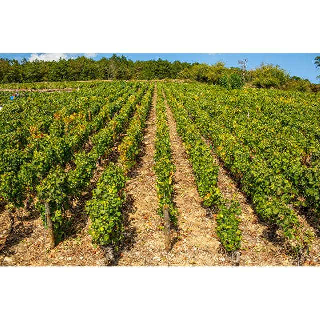 Louis Jadot Beaujolais-Villages Red Wine - gallery image 6