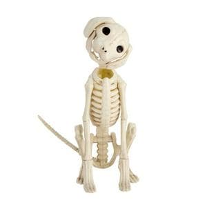 Sainsbury's Home Dog Skeleton