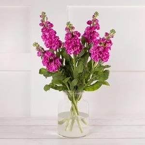 Scented Stocks Flower