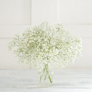 Gypsophila