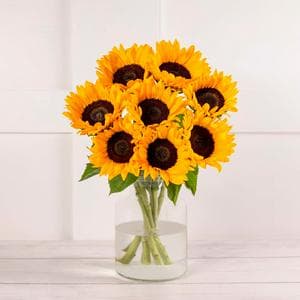 Sunflower Abundance
