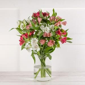 Alstroemeria Abundance