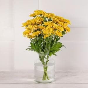 Sainsbury's Mono Chrysanthemums Bouquet