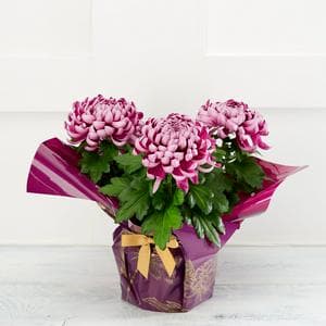 The Floral Collection Bloom Chrysanthemum