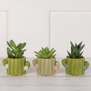 Novelty Succulent Plants