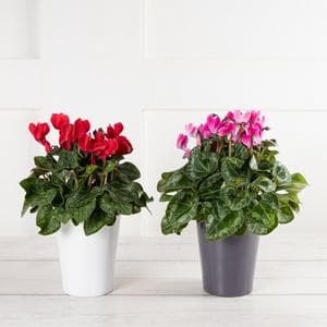 Sanisbury's Indoor Cyclamen Small Plants