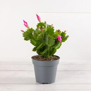 Flowering Cactus Plant