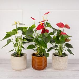 Sainsbury's Anthurium Cerami