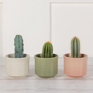 Sainsbury's Mini Cactus
