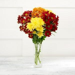 Sainsbury's Yellow Chrysanthemums