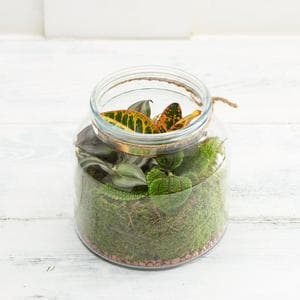 Sainsbury's Habitat Terrarium