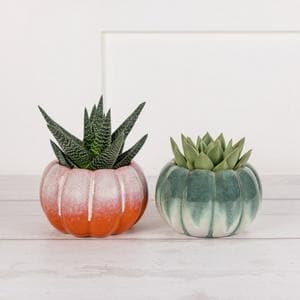 Sainsbury's Medium Pumpkin Plants