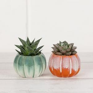 Sainsbury's Small Pumpkin Plants