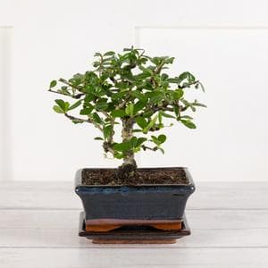 Bonsai