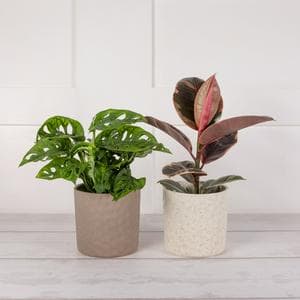 Foliage in Wooden Pot