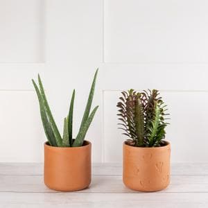 Large Aloe/Cactus Ceramic
