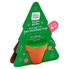 Sainsbury's Grow Your Own Christmas Tree