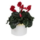 The Floral Collection