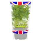 Sainsbury's Fresh Living Coriander Pot