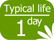 Typical life 1 day#218234
